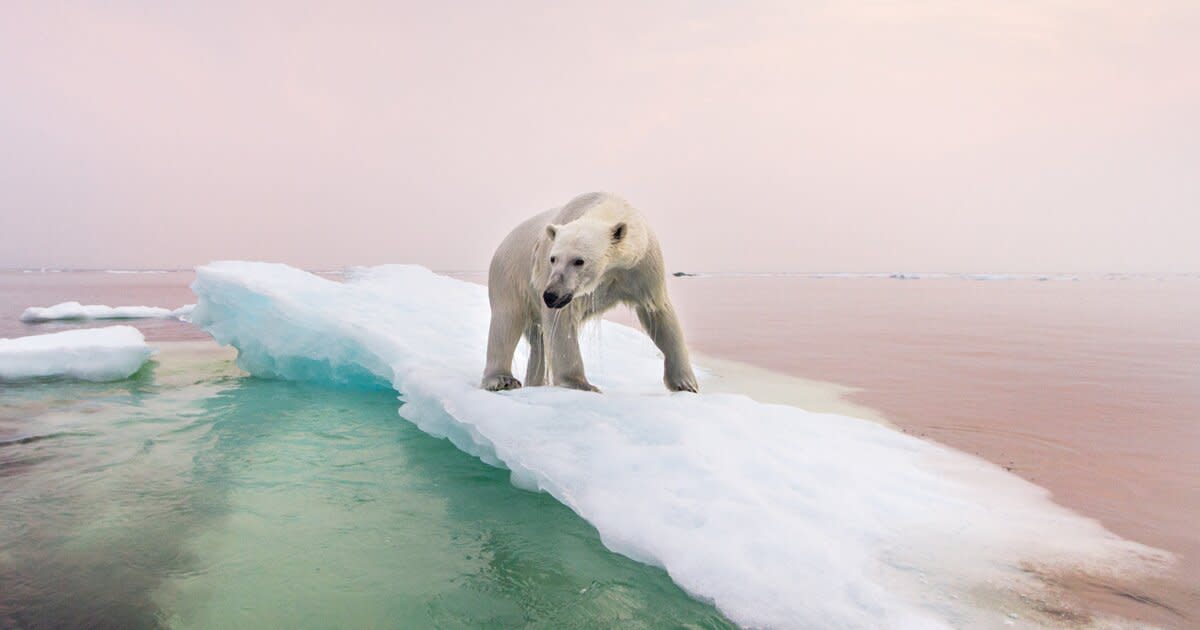 6 Simple Ways to Protect Polar Bears from Climate Change