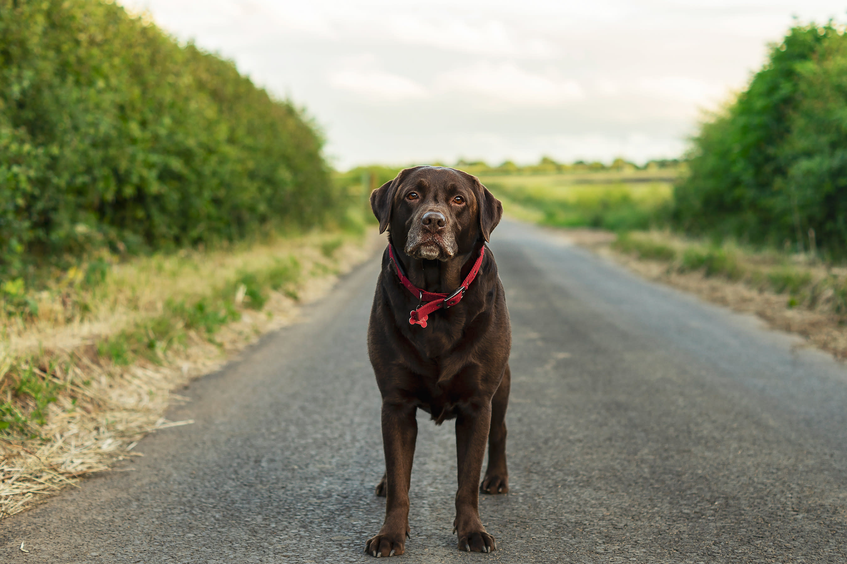 labs near me