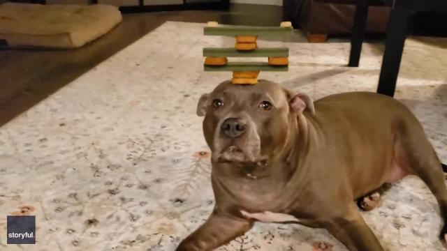 good treats for pitbulls