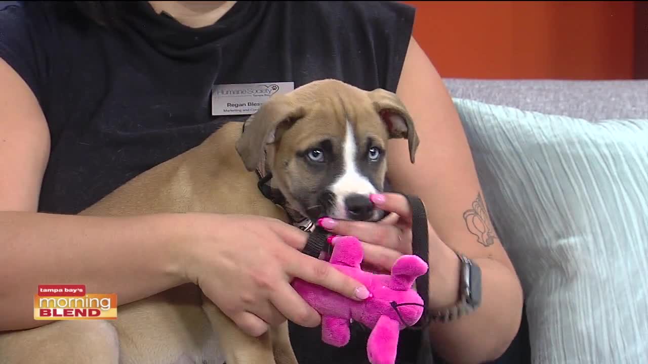 Tampa Bay's most popular - Humane Society of Tampa Bay