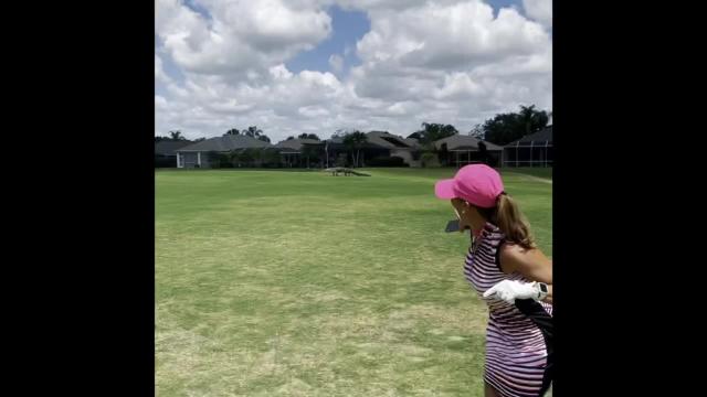 Golfer shoots video of alligator at Stoneybrook Golf Club in Estero
