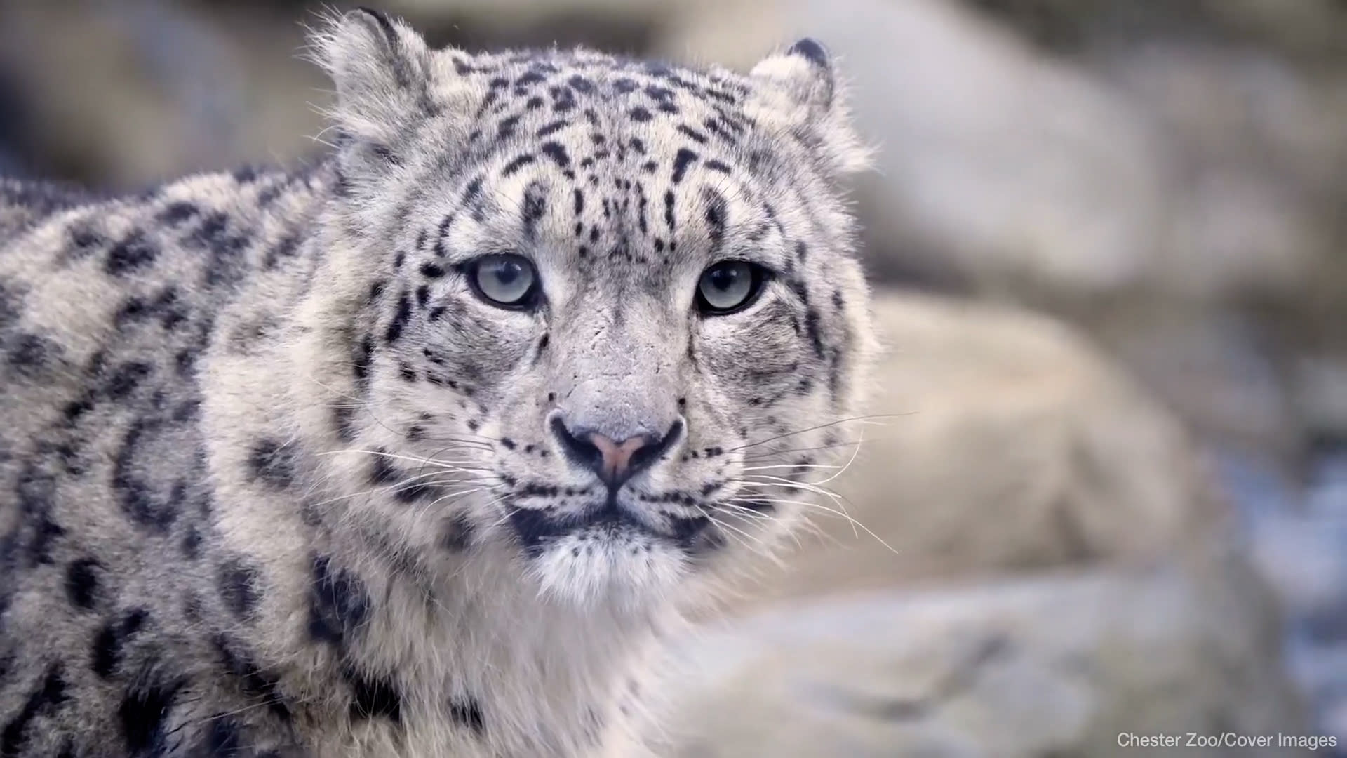 Snow leopards arrive at Chester Zoo for first time in 93-year