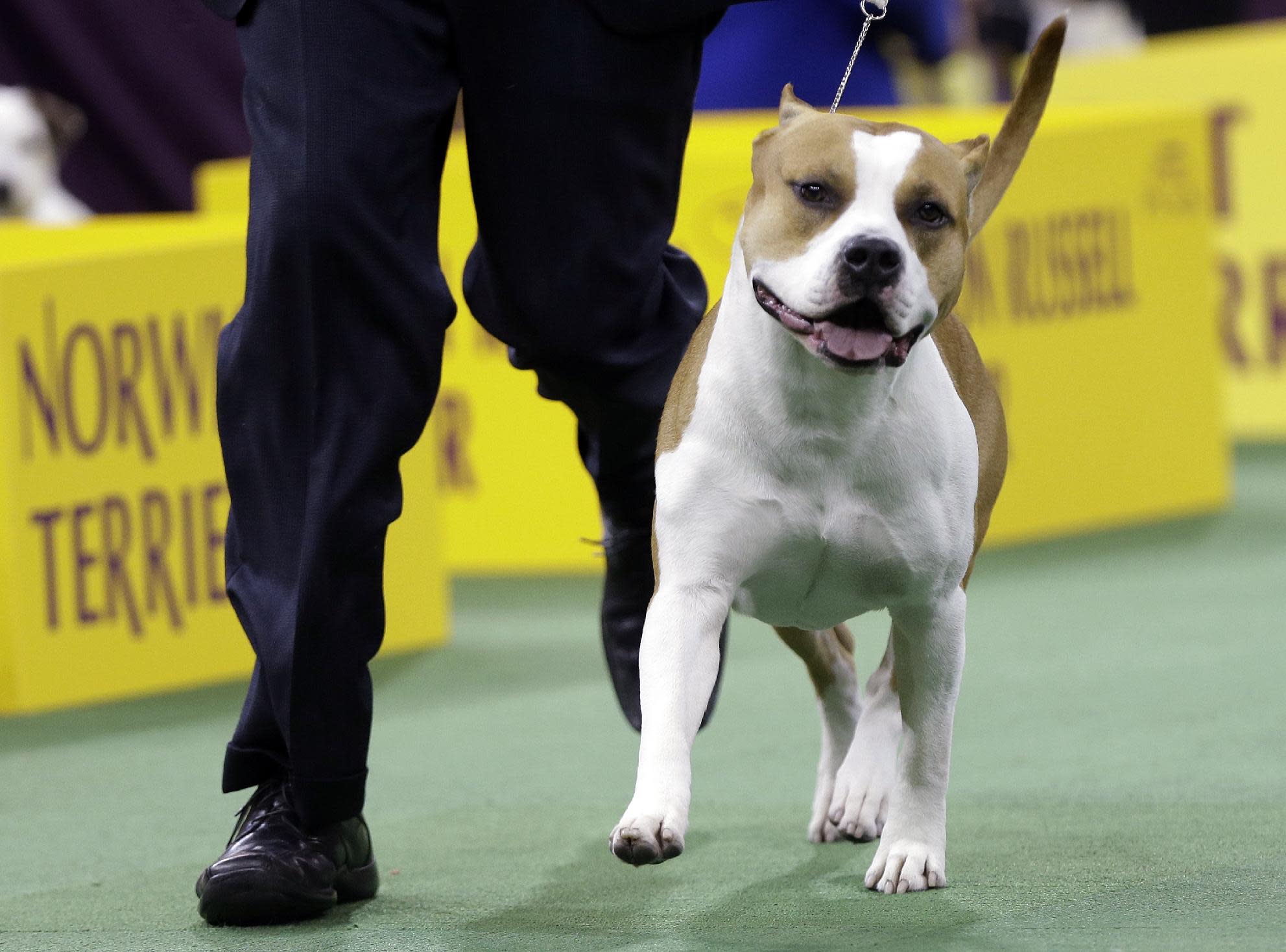 Wire fox terrier wins best in show at Westminster