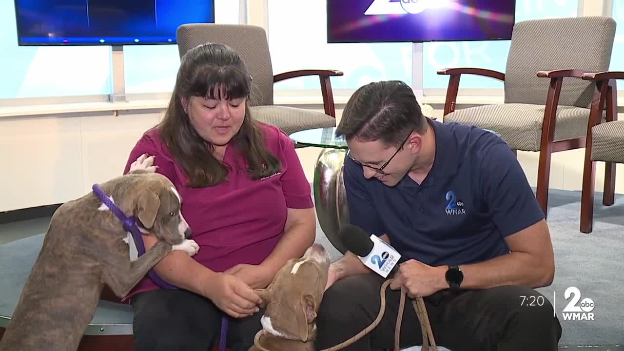 Pets on Set: PipPip and Cheerio