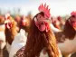 20 Largest Chicken Producing States in the US in 2024