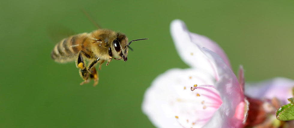 Photo of Una cuarta parte de las especies de abejas no se han registrado desde 1990