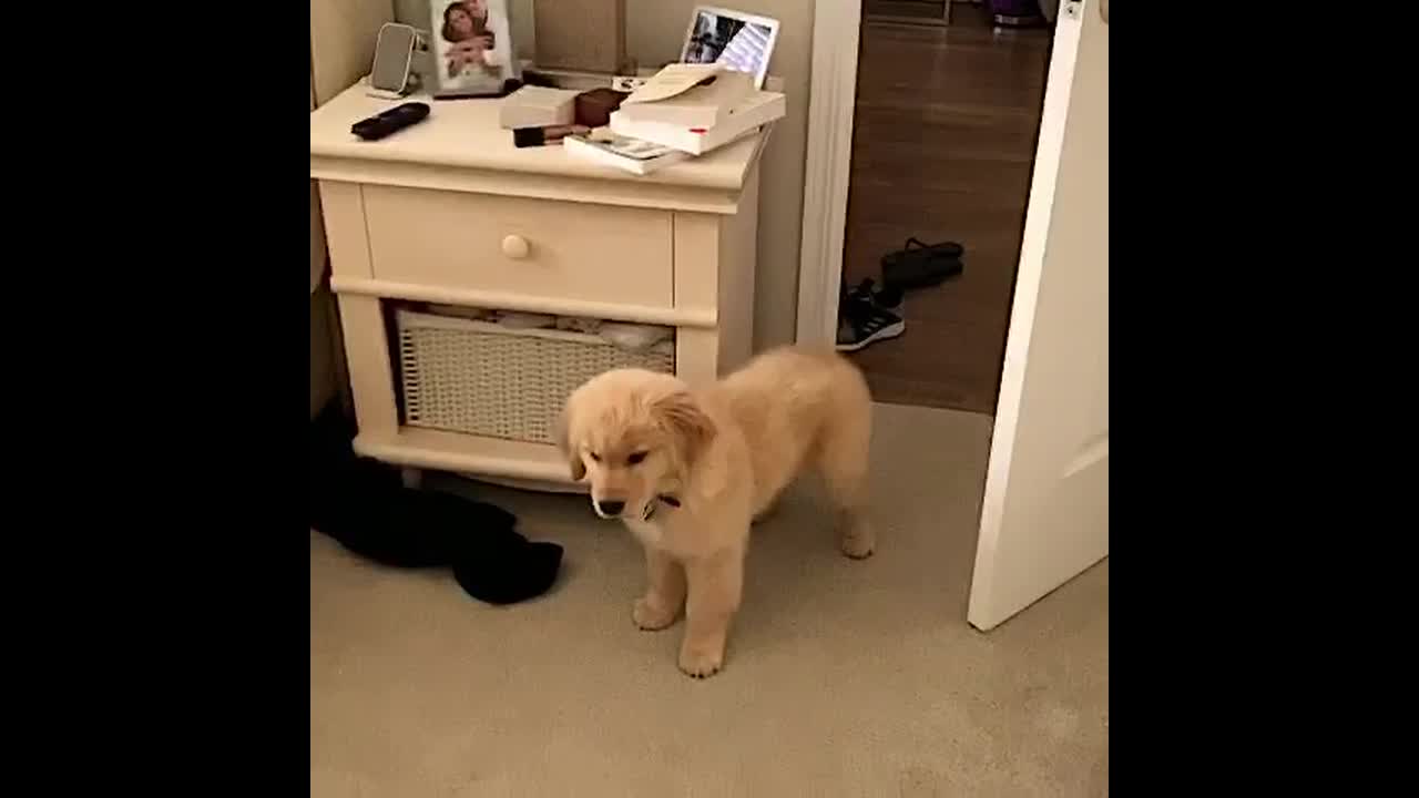 Retriever puppy is bamboozled to discover his adorable reflection