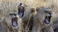 Se agudiza la caza furtiva de leones en África