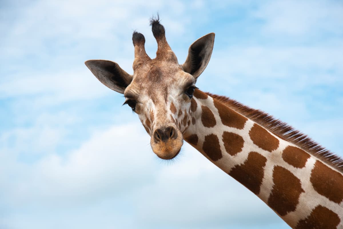 Video Showcasing a Giraffe's Real Height Is Blowing Minds