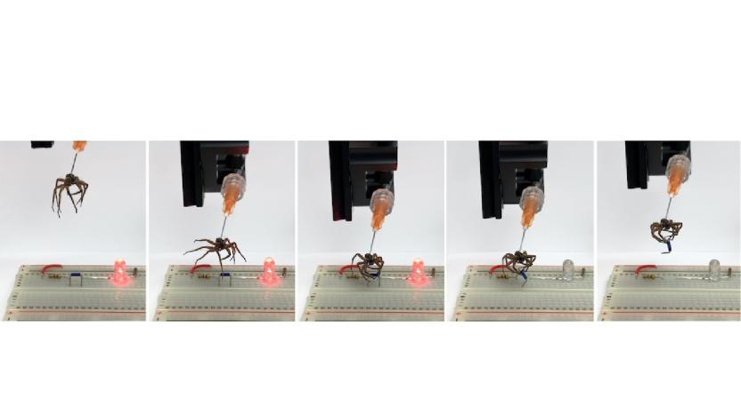 A sequence shot of the Rice University Spider experiment, using a method to turn dead ones into 'claw machines' or "necrobotic" grippers.