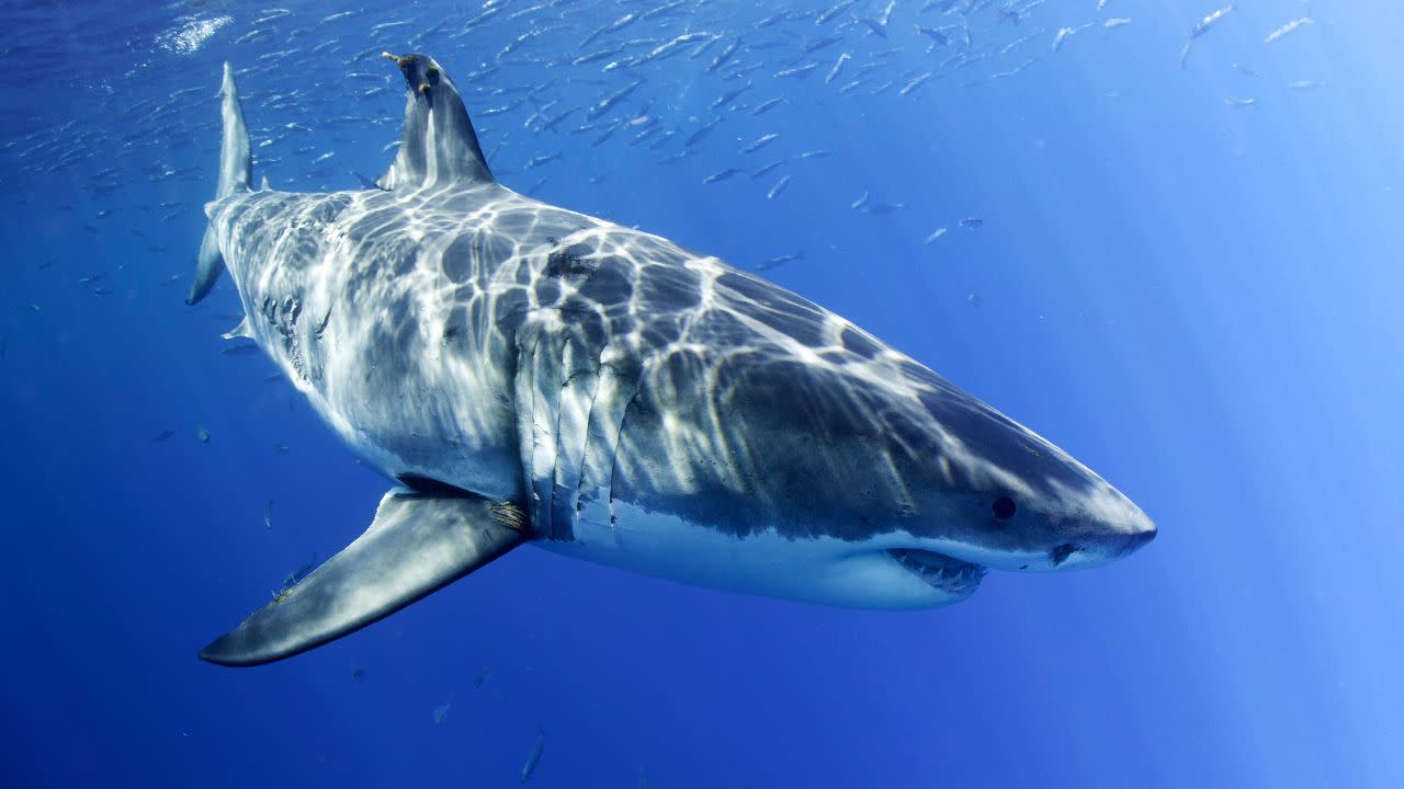 Canary Islands: Shark kills German tourist during catamaran excursion