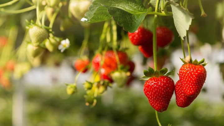 How to Winterize Strawberry Plants So They Come Back Stronger in