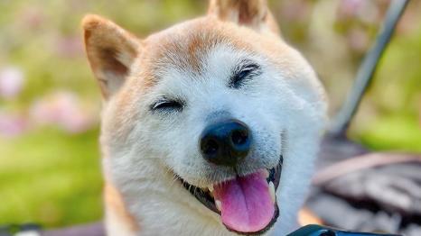 An image of a happy dog.