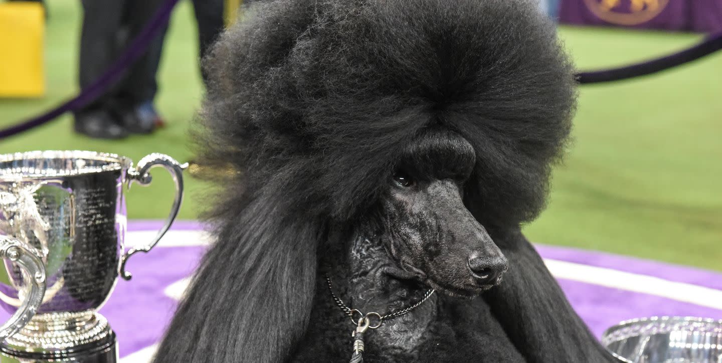 Siba, the Poodle Who Won Westminster, Is My New Queen