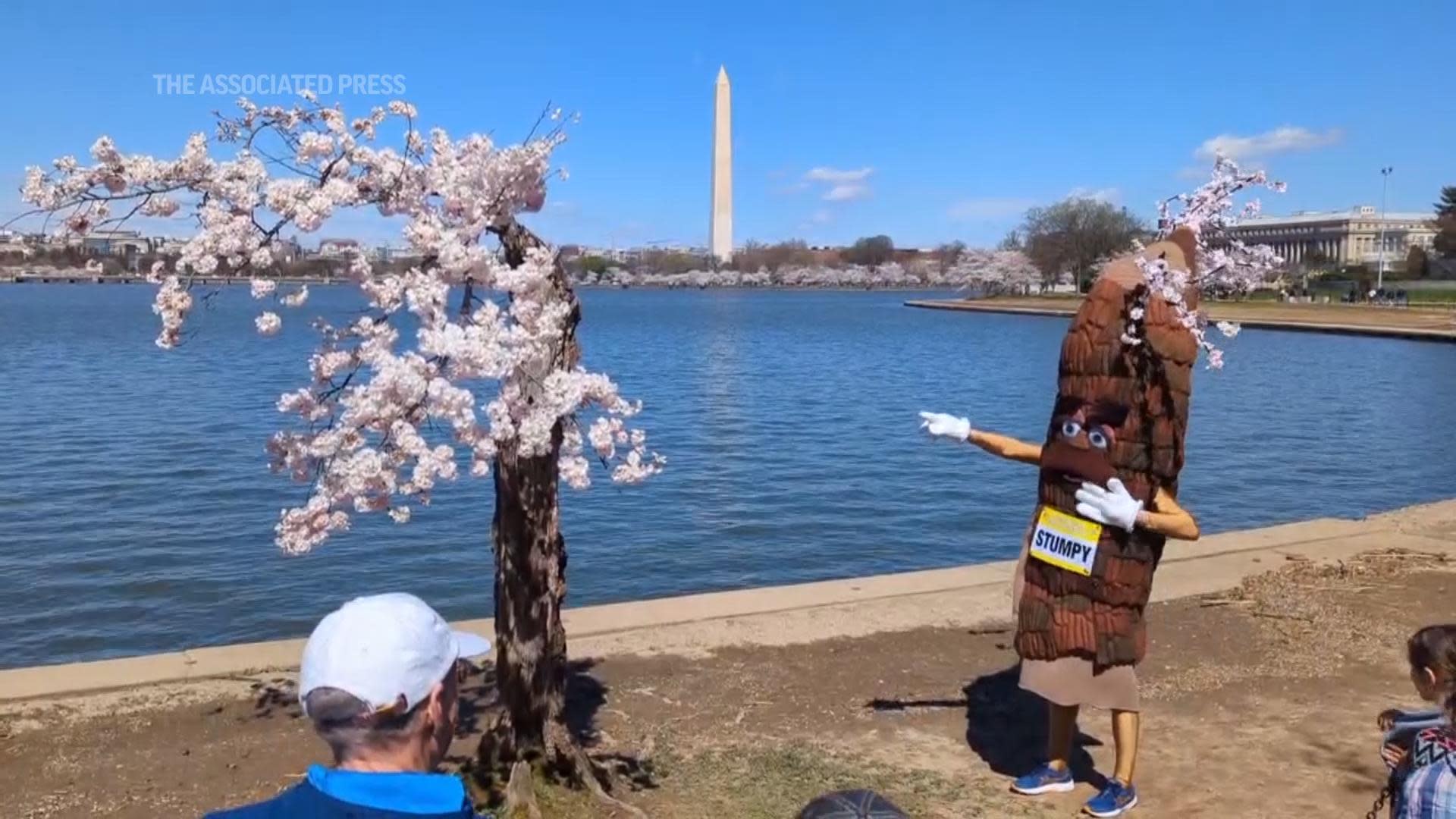 A salute to Stumpy's last full bloom. More than 100 cherry trees in  Washington will be cut down