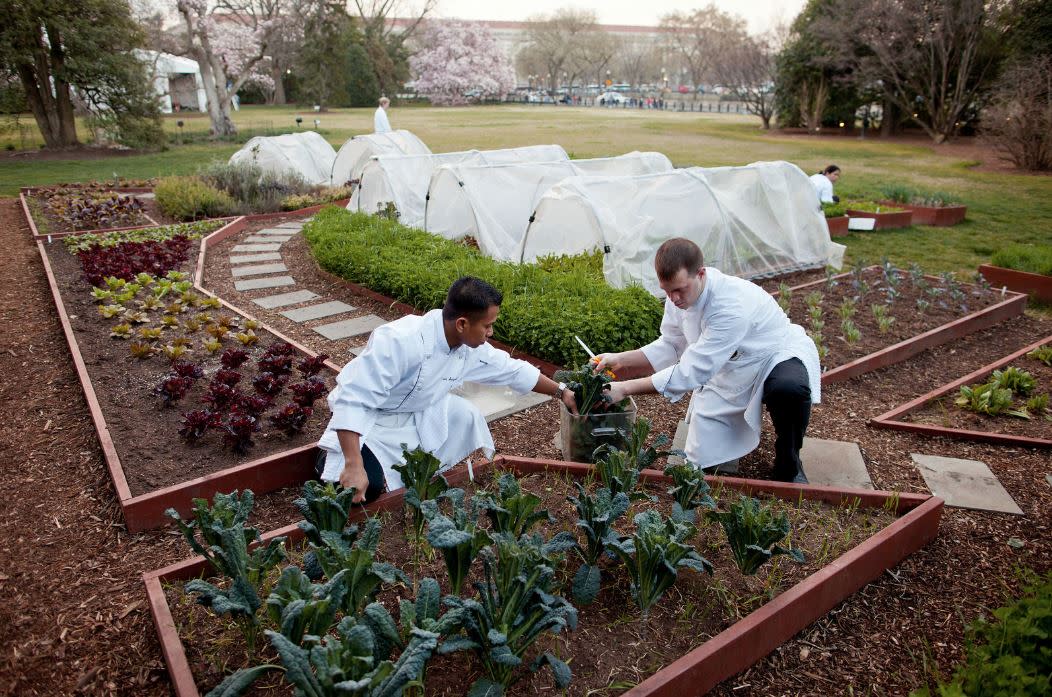 10 Surprising Facts About The White House Vegetable Garden