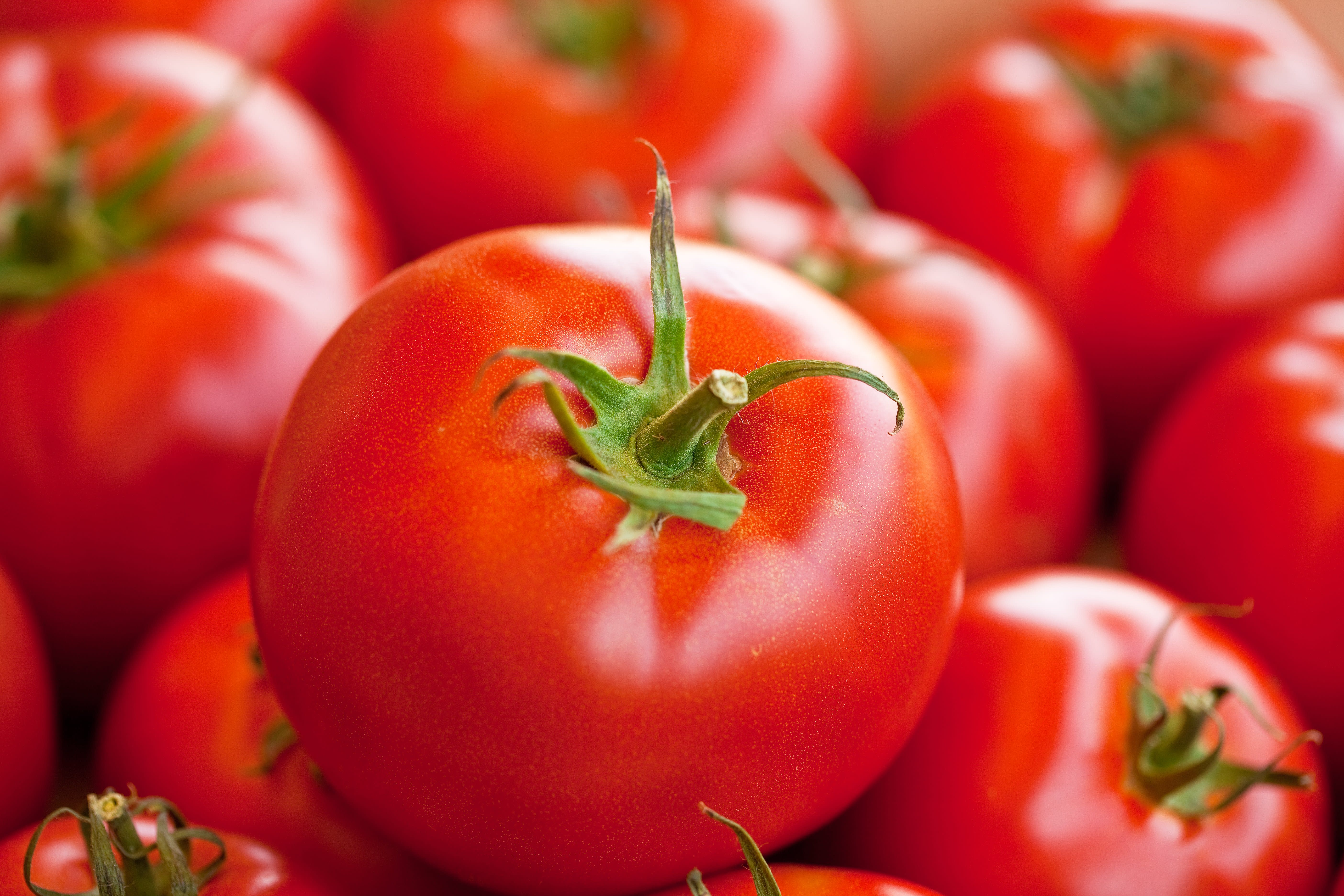 Is a Tomato a Fruit or a Vegetable?