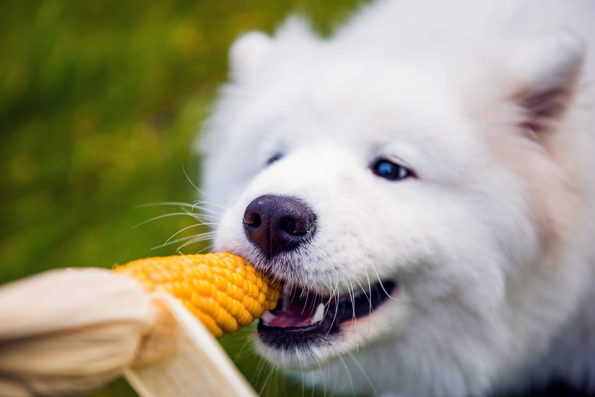 are dogs allowed to eat corn