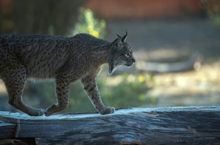 En España, el lince ibérico está al borde de la extinción