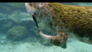 Island Life Florida - Underwater Easter Egg Hunt