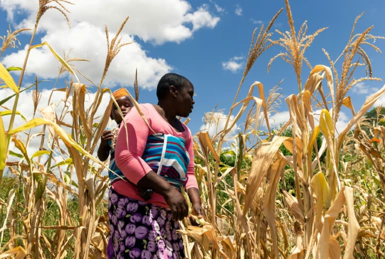 Niggergeddon: Zimbabwe facing 'man-made' starvation 30d73e4dda2aa8c9f9f1b3d9171dbd8e7220dea6