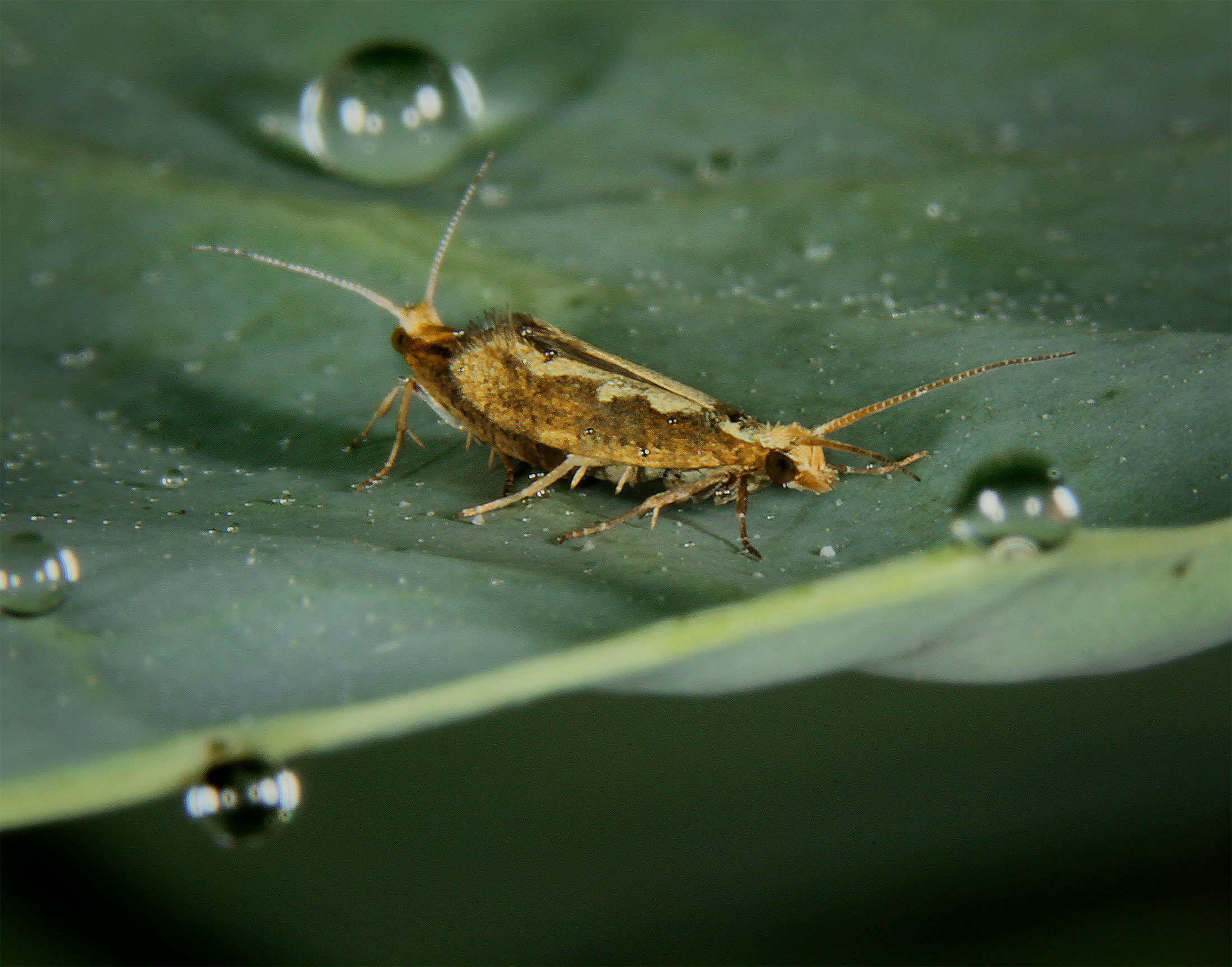 Researchers test self-destructing moth pest in cabbage patch