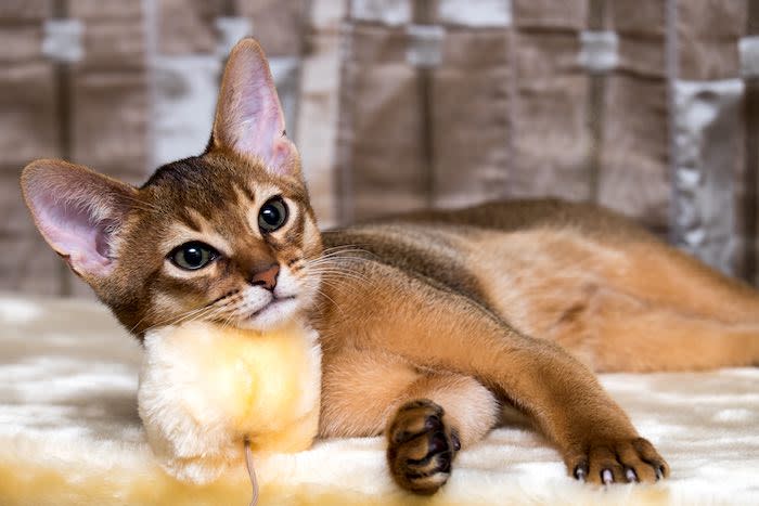 Decouvrez Quelle Race De Chat Adopter Selon Votre Signe Astrologique