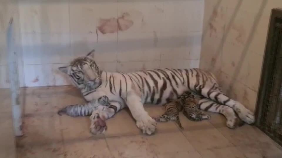 2-month-old tiger cubs at San Diego Zoo Safari Park get names