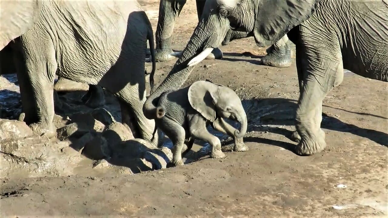 Bébé éléphant : Eléphants : Animaux : Animaux : Parc national de