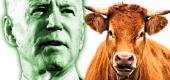 Joe Biden, cow. (Yahoo News)