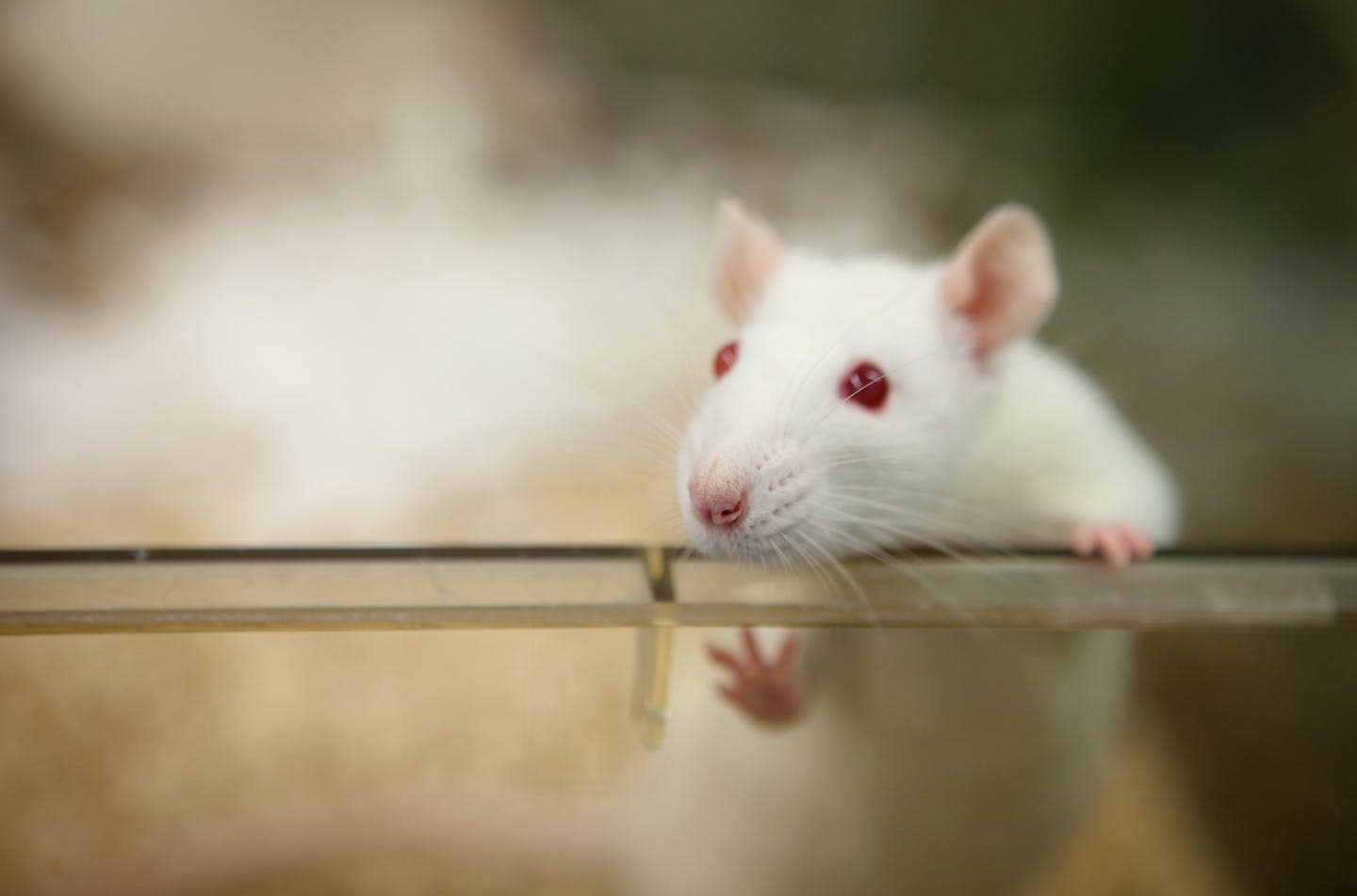 Sperm from older mice passes on fewer active genes to their offspring due to epigenetic changes