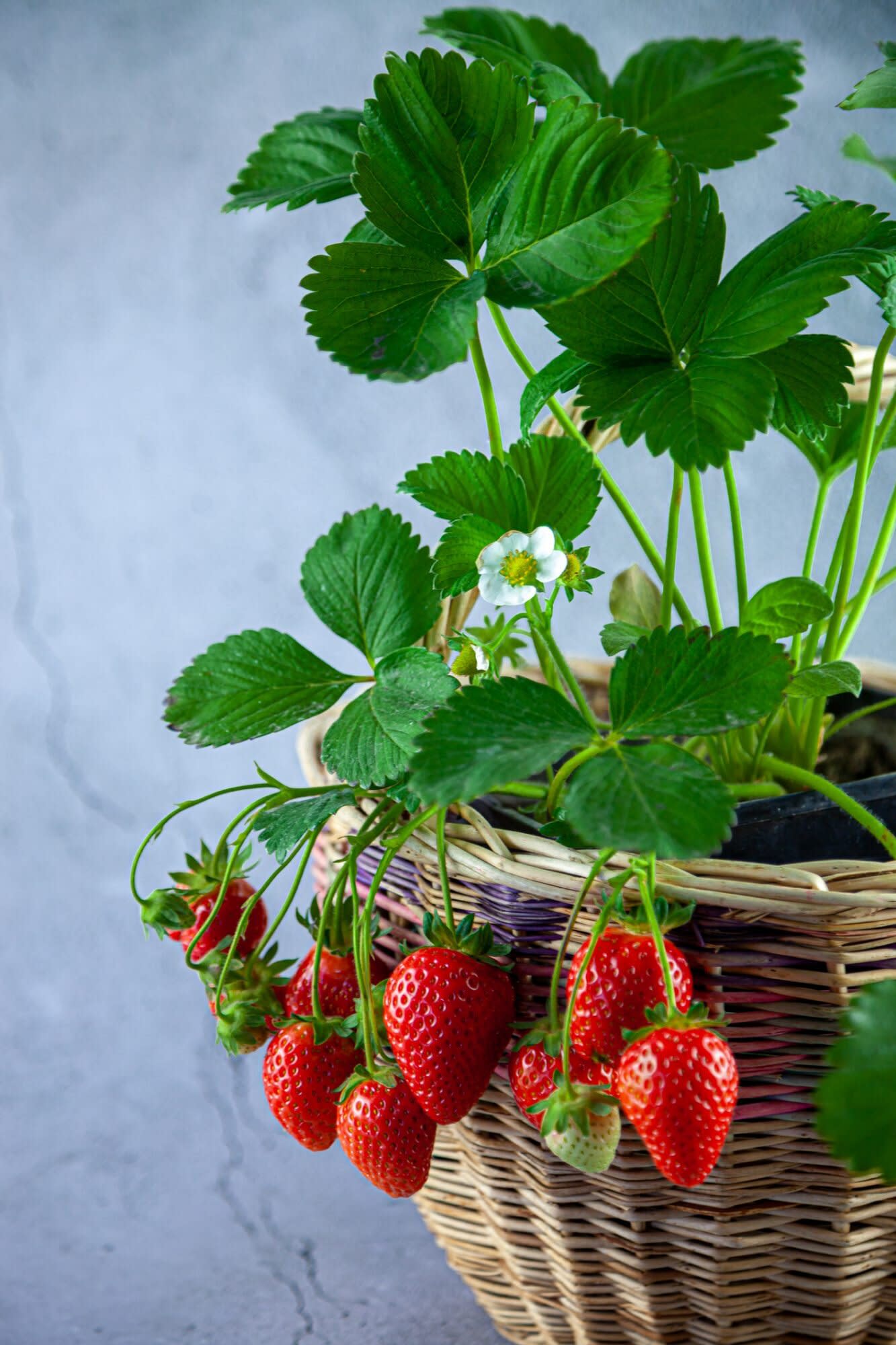 How To Grow Strawberries In Pots