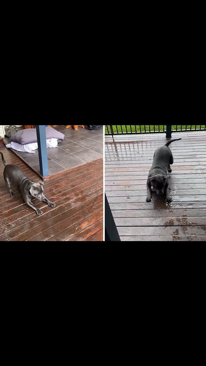 Dog Hilariously Protects His Home From Rain Drops