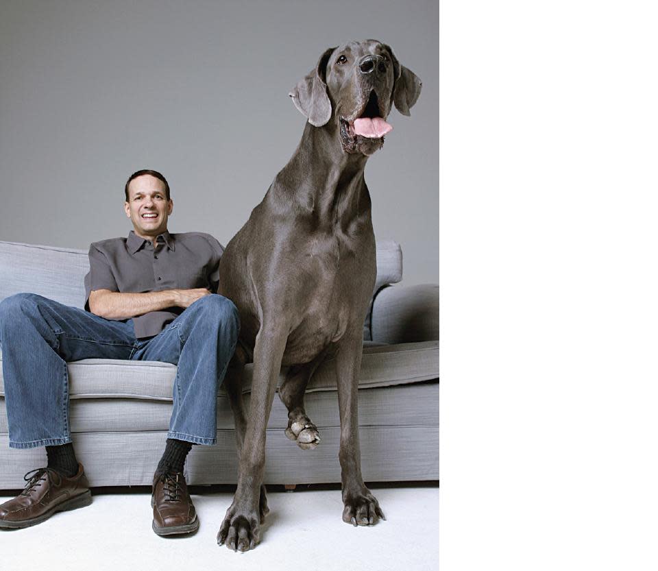 Giant Great Dane Is Guinness World Record Holder for Tallest