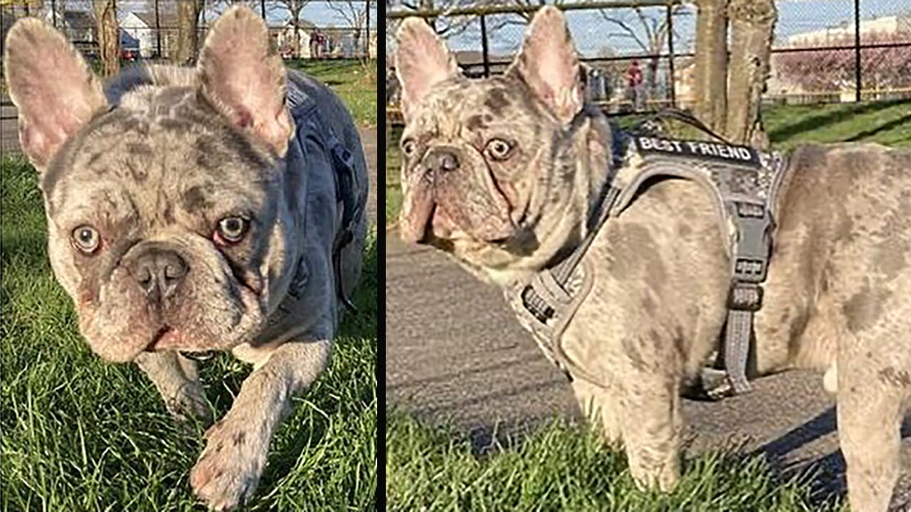 Tourist desperate to find stolen French bulldog