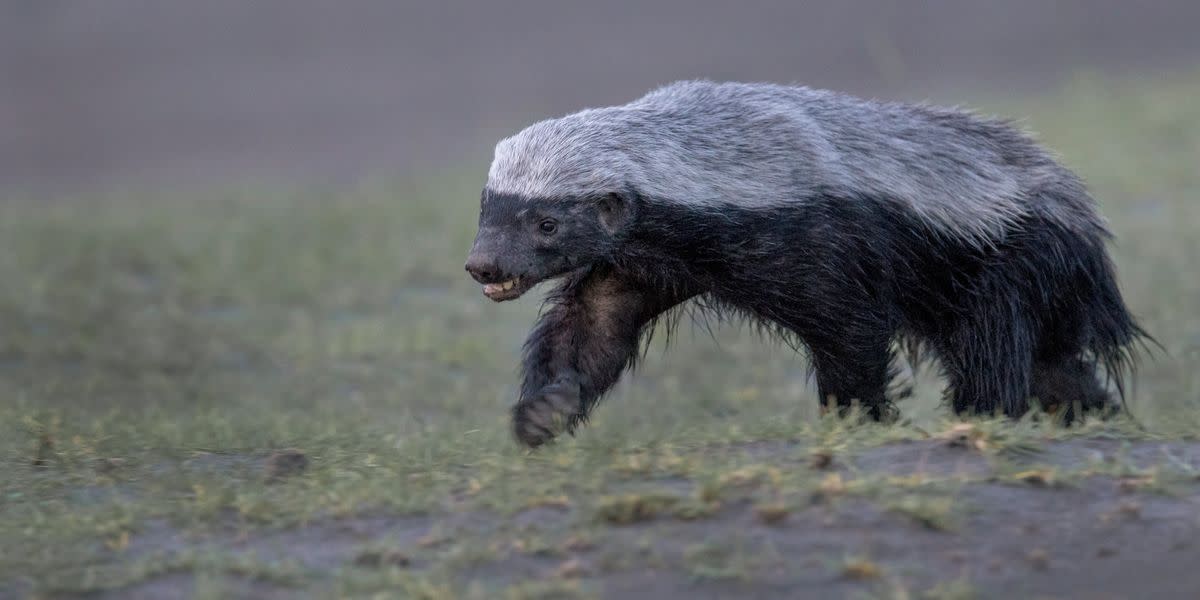 Watch A Honey Badger Fight 3 Leopards In 'Unbelievable Battle' For Survival