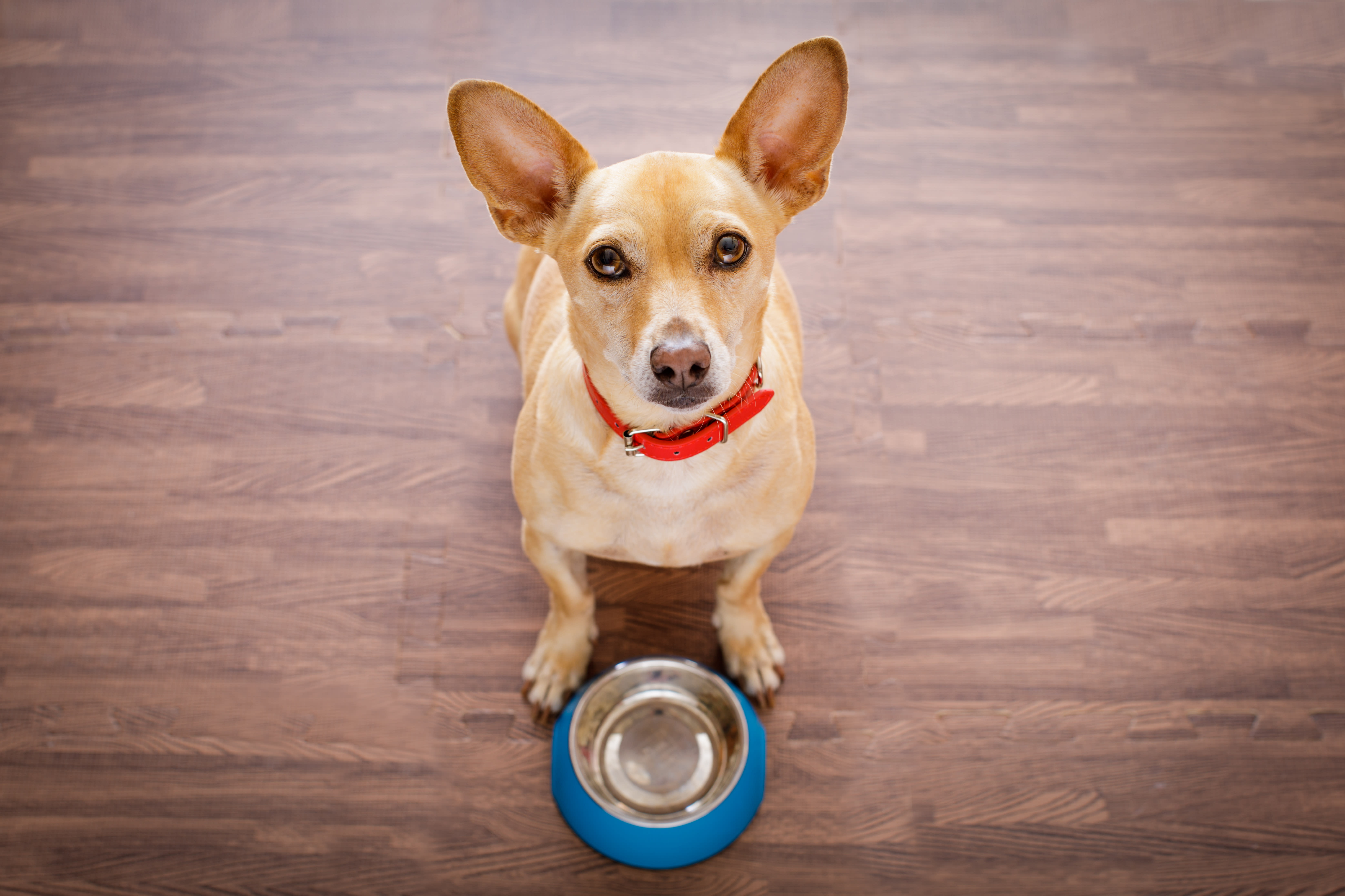 Dogs love Amazon's super-healthy Wag kibble—and it's a whopping 40 percent off right now