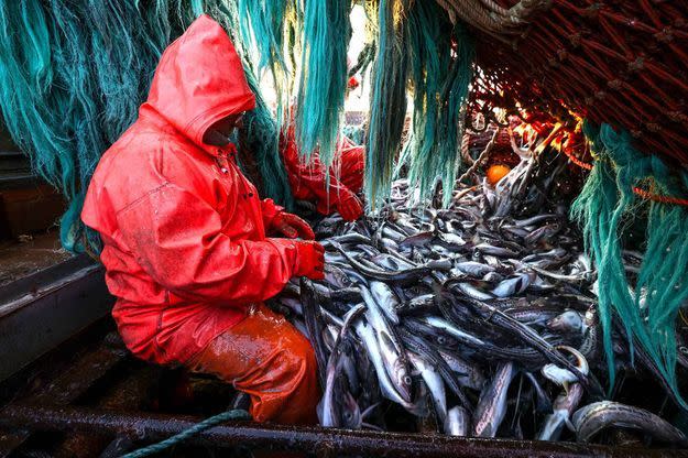 L'UE ferme une partie de l'Atlantique à la pêche au chalut en eau profonde