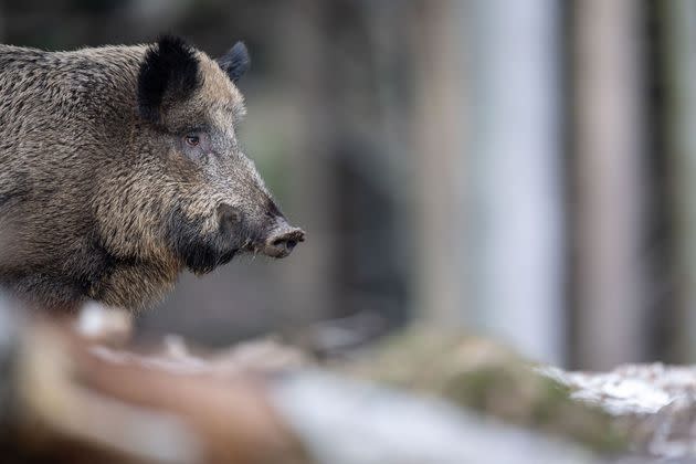 Un Italien Tue Son Pere Qu Il Prenait Pour Un Sanglier