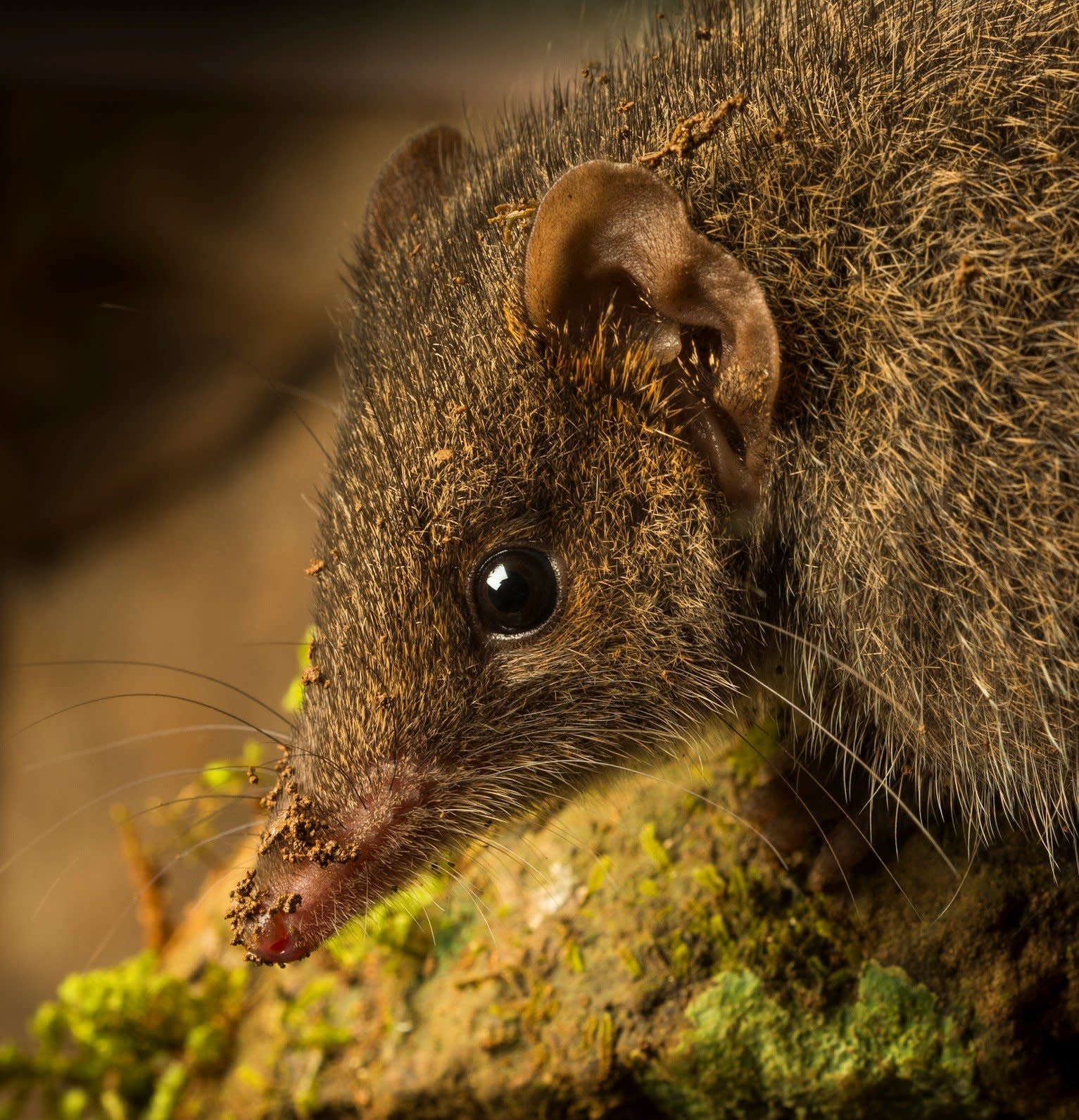 This Marsupial Was Only Discovered 5 Years Ago. Climate Change and