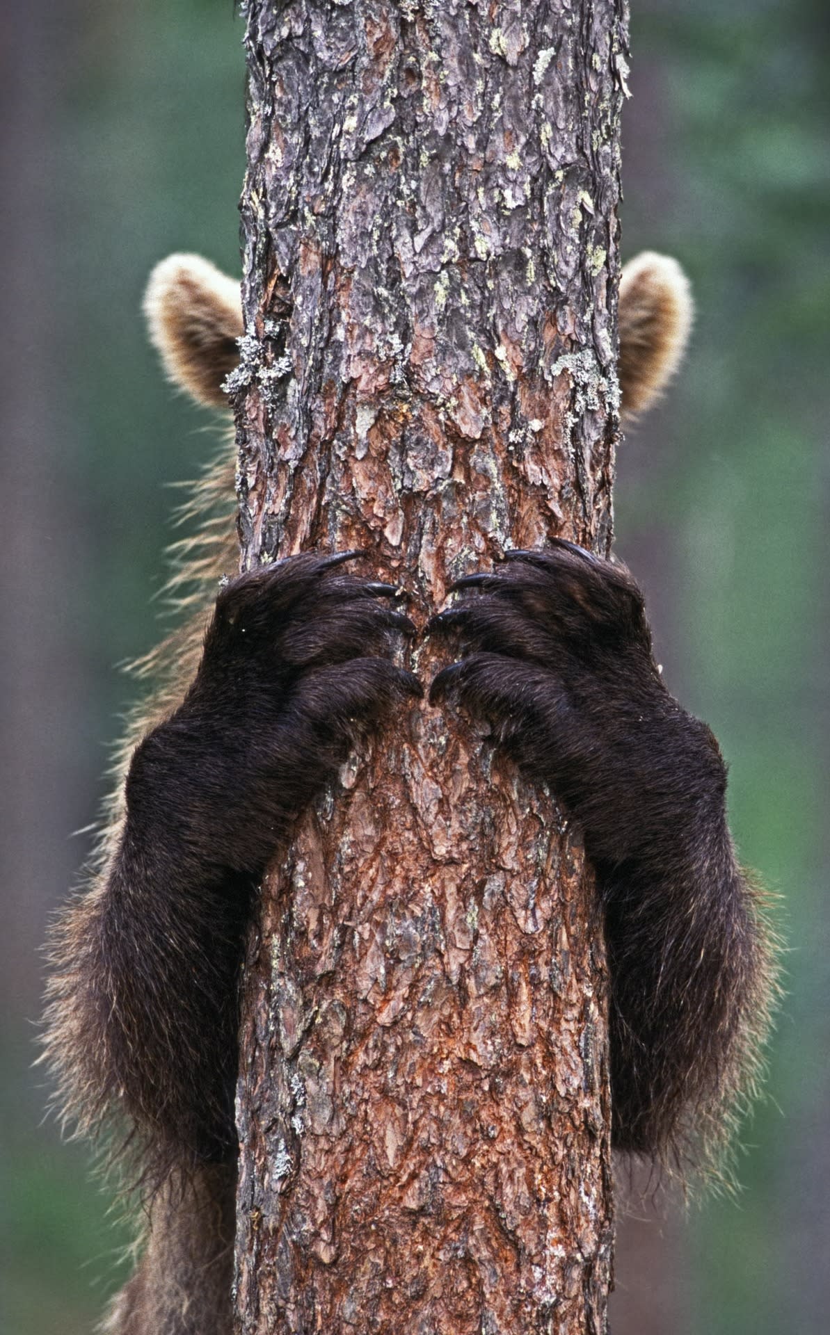 peekaboo-photographer-captures-playful-brown-bear-hiding-behind-tree