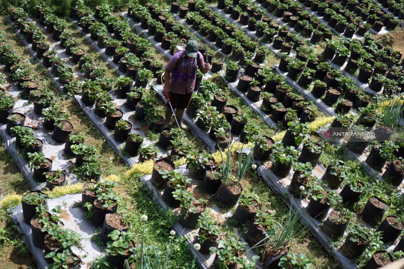 Petani stroberi di  Tulungagung gagal panen akibat serangan  