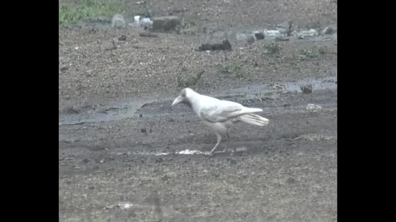 Rare white crow spotted in northern India