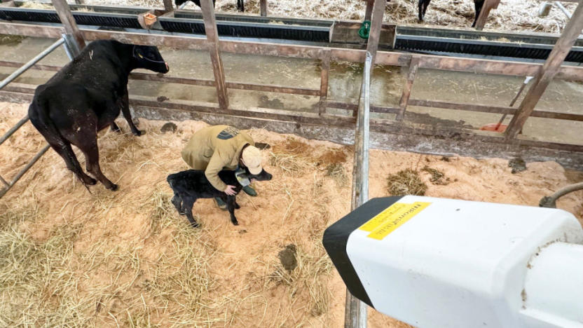 Nikons new AI imaging system warns farmers when cows are about to give birth