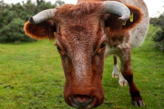 Three cows presumed dead after being swept away by Hurricane Dorian are found alive months later