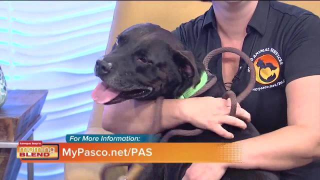 Morning Blend Pet Patrol