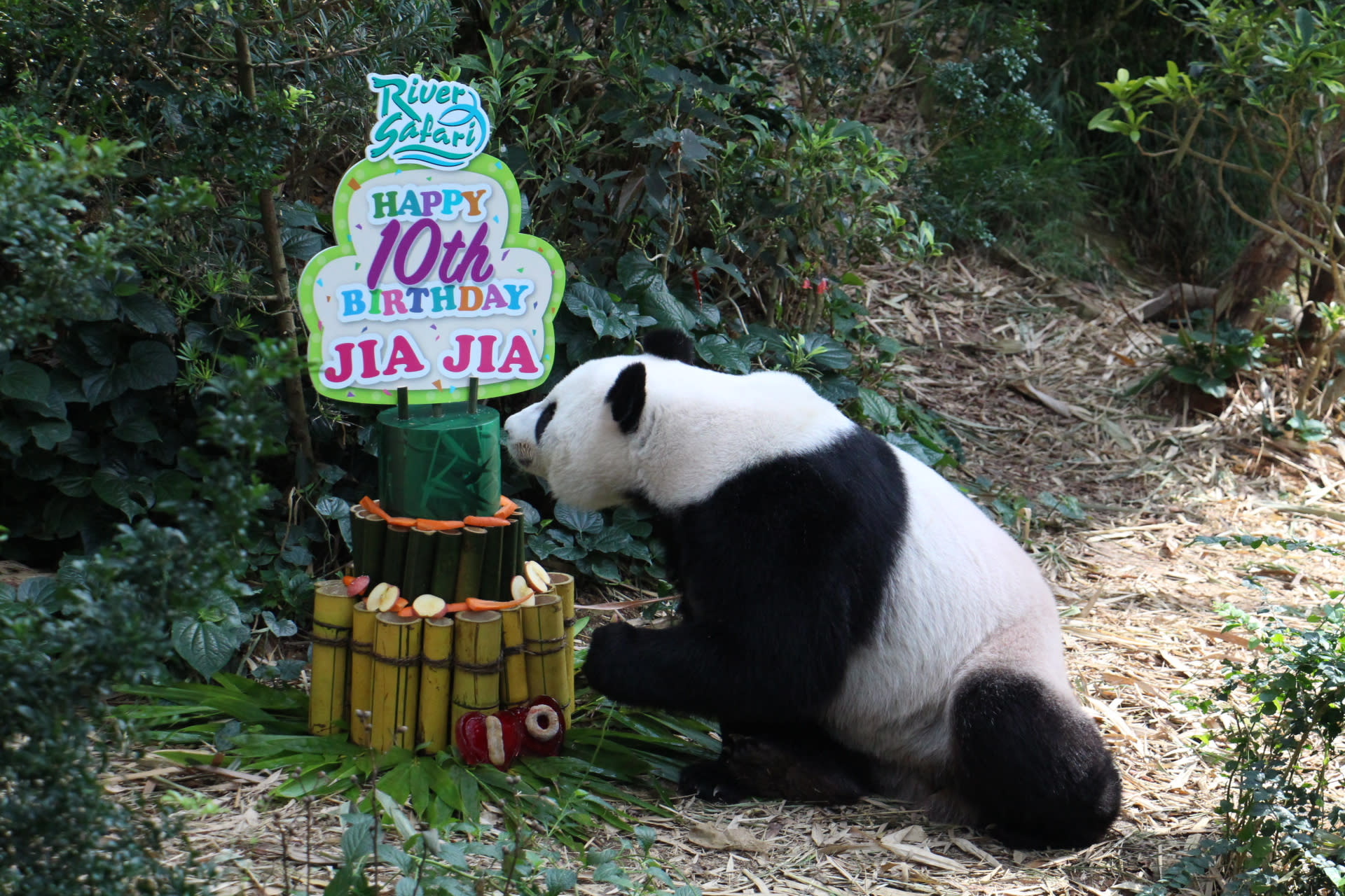 Giant pandas Kai Kai, Jia Jia celebrate birthdays with ...