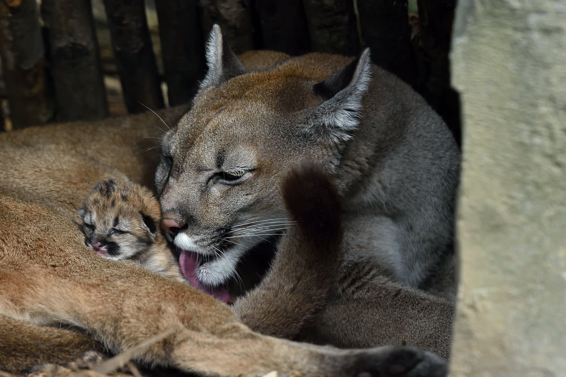 bébé puma animal