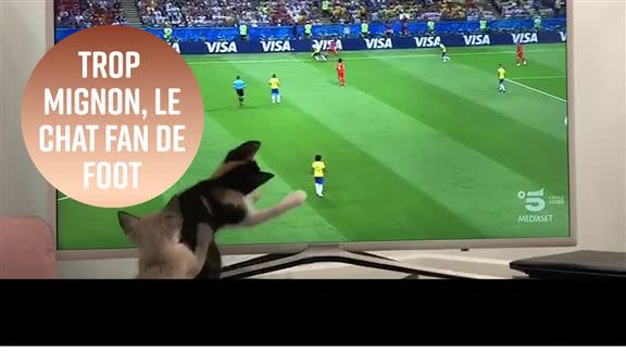 Trop Mignon Le Chat Qui Participe Au Mondial