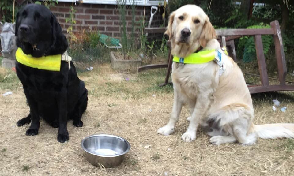 Blinder Mann muss Hund weggeben, weil Nachbar die beiden verpetzt hat